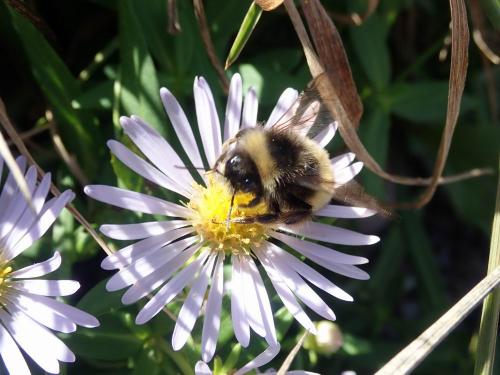 Bombus sp.